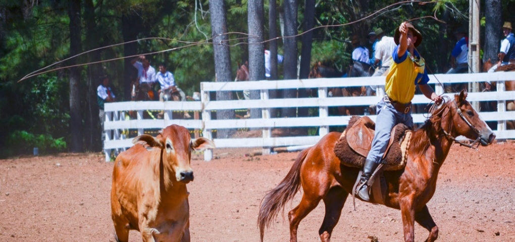 vaqueiro equitação com corda laço em cavalo dentro a campo rodeio