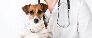 Você sabe como identificar um bom veterinário?