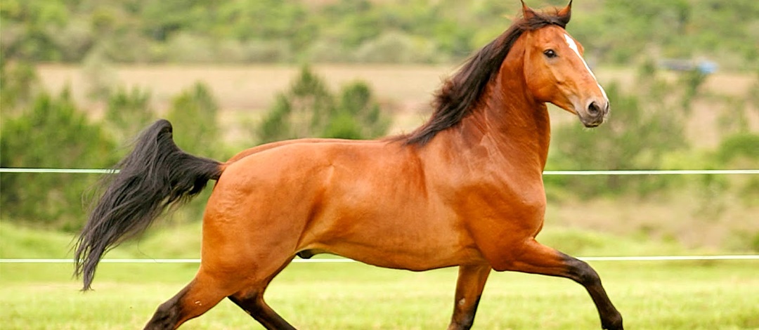 Resultado de imagem para Cavalo lusitano no campo