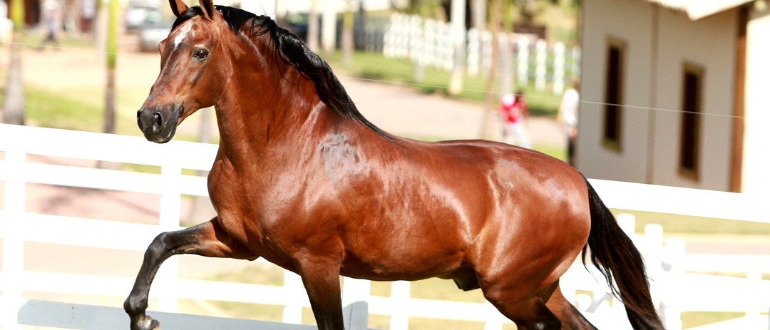 Cavalo saudável, cavalo doente: conheça as características