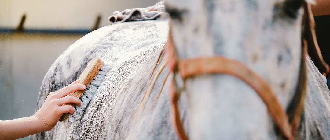 Cuidados com o banho de cavalos