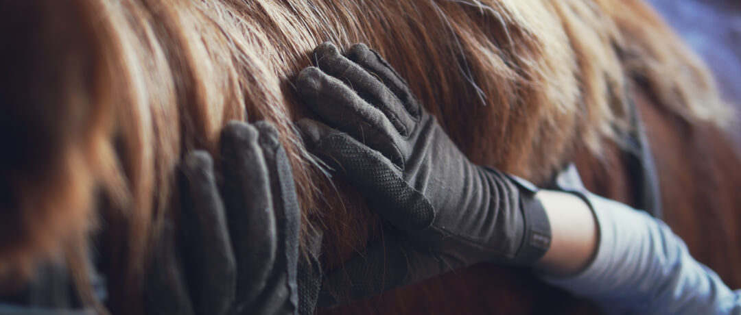 Guia para o uso de cosméticos para cavalos