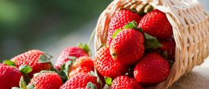 Começando uma plantação de morango