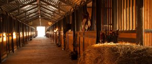 Haras