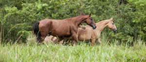 Cavalo Campolina