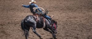 Salva Vidas de Rodeio