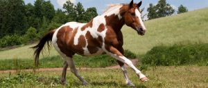 Cavalo Paint Horse