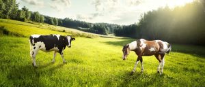 Working Cow Horse