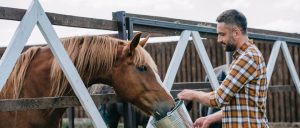Alimentação dos cavalos