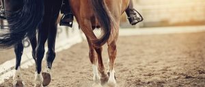 Selar Cavalo