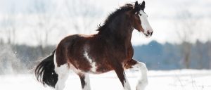 Clydesdale