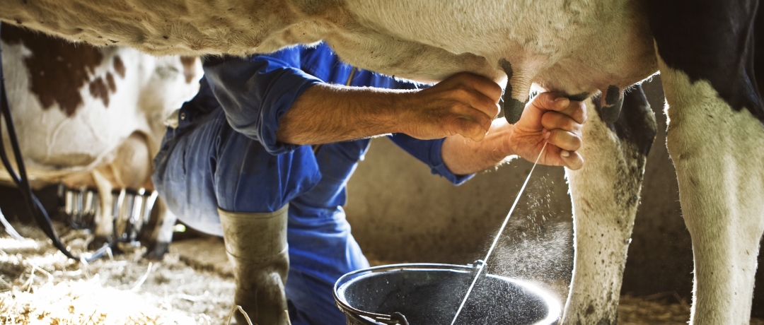 Tirar leite de vaca