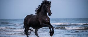 Cavalo Frísio