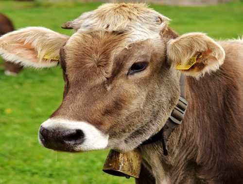 Doenças reprodutivas em bovinos