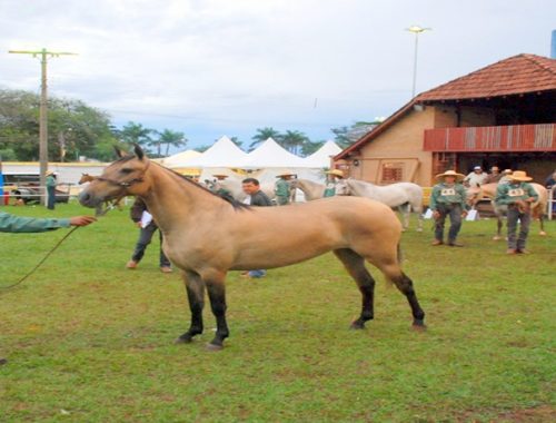 Cavalo Pantaneiro