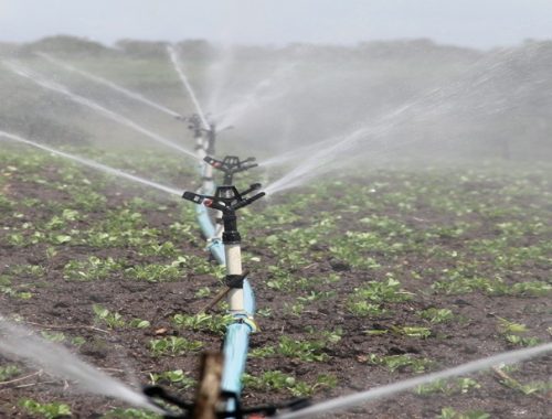 Agricultura irrigada