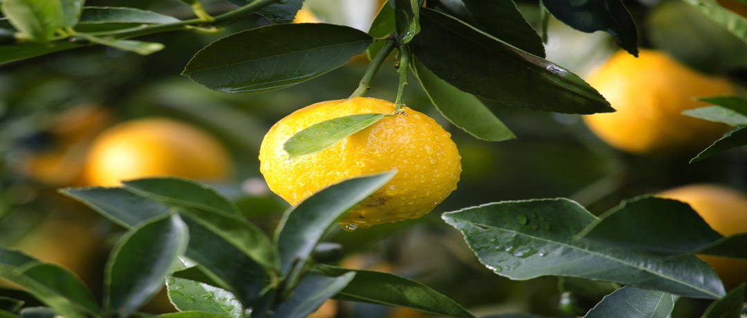 Tipos de limão
