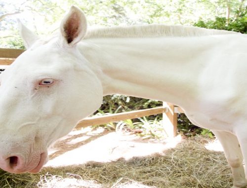 Cavalos albinos