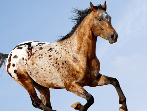 Appaloosa: a mais bela raça de cavalo