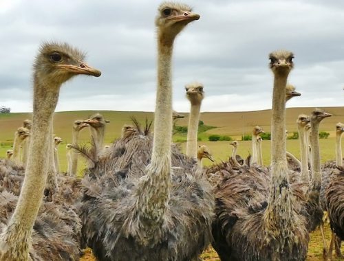 Principais cuidados com a criação de avestruz