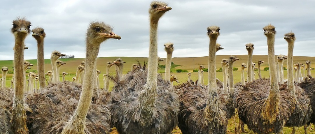 Principais cuidados com a criação de avestruz