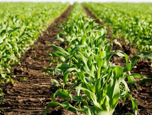 Biotecnologia na agricultura: conheça os benefícios