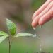 Compensação ambiental: pessoa cuidando de uma planta em alusão ao tema