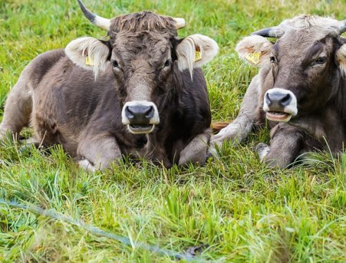 Contenção de bovinos: conheça os principais métodos