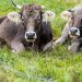 Contenção de bovinos: conheça os principais métodos