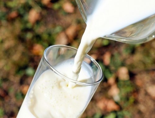 Quais melhores opções de produção de leite?