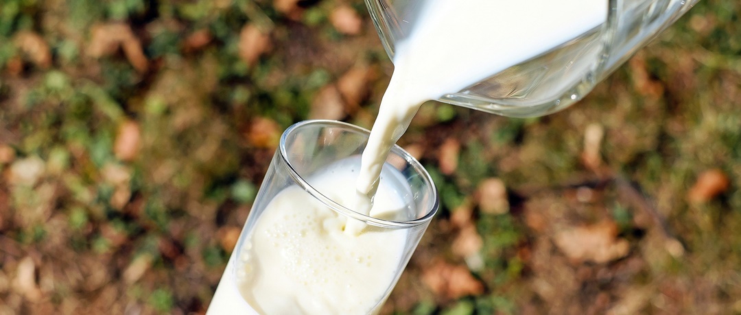 Quais melhores opções de produção de leite?