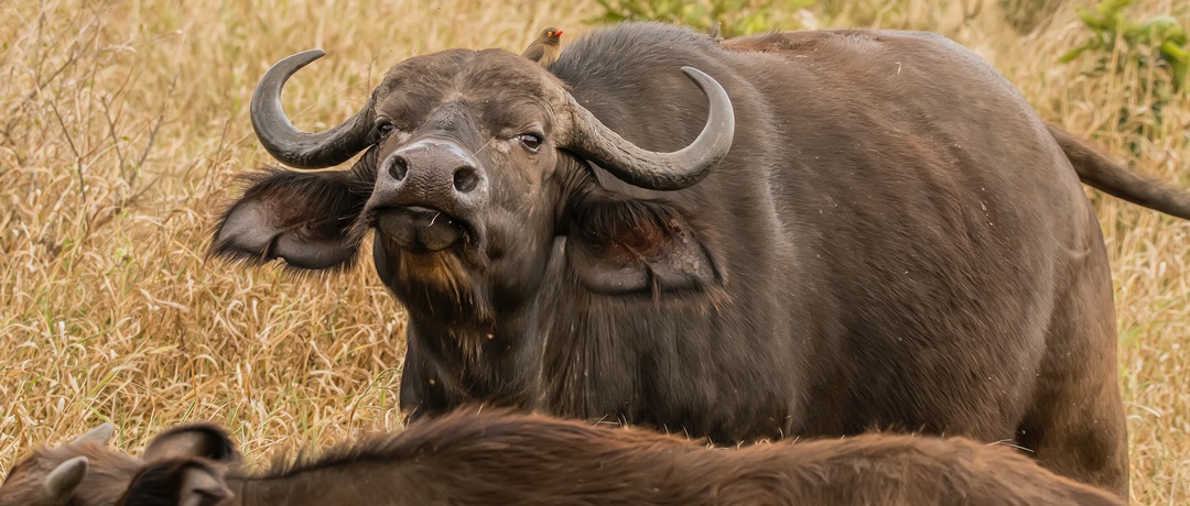 Búfalos de uma bubalinocultura.