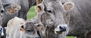 Como implantar a pecuária sustentável?