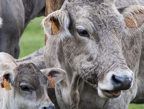 Como implantar a pecuária sustentável?