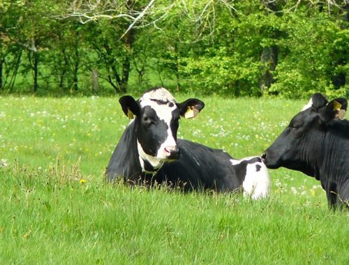 Como aumentar a produtividade na pecuária leiteira?