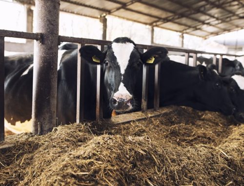 Ração para gado: vários animais comendo em uma fazenda
