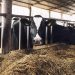 Ração para gado: vários animais comendo em uma fazenda