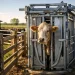 Brete de contenção na fazenda: como escolher