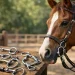 Como escolher o freio certo para seu cavalo