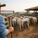 Por que levar o gado sempre ao curral