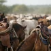 Tipos de arreio para quem lida com gado