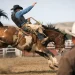 Regras do rodeio em cavalos: o que vale