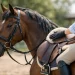Bem-estar equino e conforto na montaria