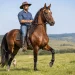 Cavalo Mangalarga une força, marcha e versatilidade