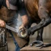 Guia Completo de Ferrageamento Equino Seguro