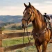 Arreio para cavalgada certo para cada uso